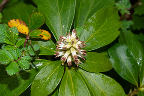 Pachysandra terminalis (pachysandra, Japanese spurge, Japanese pachysandra)