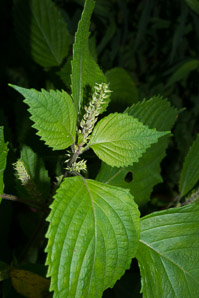 Perilla frutescens (beefsteak plant, perilla, shiso)