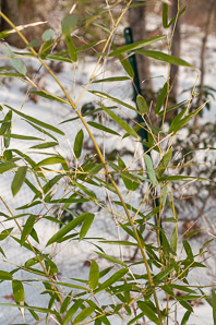 Phyllostachys aurea (golden bamboo, fishpole bamboo)