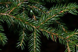 Picea rubens (red spruce, Eastern spruce, yellow spruce)