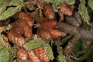 Picea rubens (red spruce, Eastern spruce, yellow spruce)