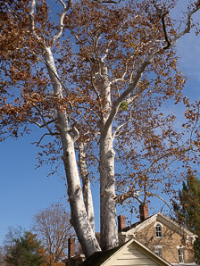 Platanus occidentalis (American sycamore, sycamore)
