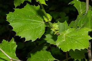Platanus occidentalis (American sycamore, sycamore)