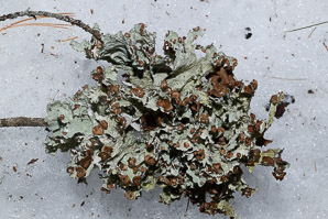 Platismatia tuckermanii (crumpled rag lichen, Tuckerman’s ragged lichen)