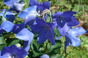 Platycodon grandiflorus (balloon flower, Chinese bellflower, Japanese bellflower, balloon-flower)