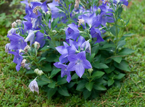 Platycodon grandiflorus (balloon flower, Chinese bellflower, Japanese bellflower, balloon-flower)