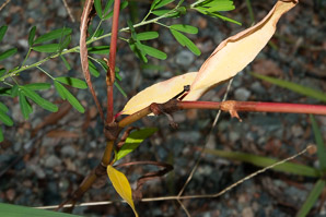 Polygonum persicaria (lady’s thumb, persicaria, redleg, spotted ladysthumb, Adam’s plaster, lily of the valley)