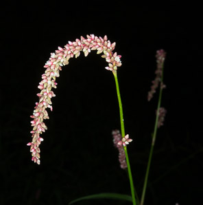 Polygonum persicaria (lady’s thumb, persicaria, redleg, spotted ladysthumb, Adam’s plaster, lily of the valley)