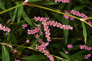 Polygonum persicaria (lady’s thumb, persicaria, redleg, spotted ladysthumb, Adam’s plaster, lily of the valley)