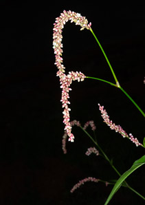 Polygonum persicaria (lady’s thumb, persicaria, redleg, spotted ladysthumb, Adam’s plaster, lily of the valley)
