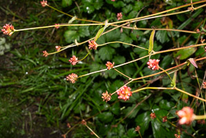 Polygonum sagittatum (arrow tearthumb, arrowleaf tearthumb)