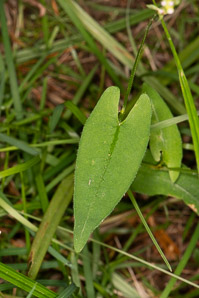Polygonum sagittatum (arrow tearthumb, arrowleaf tearthumb)