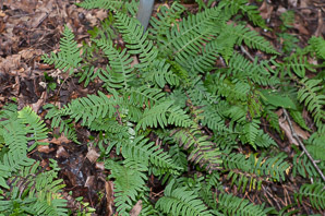 Polypodium virginianum (common polypody, rock polypody, rock cap fern)