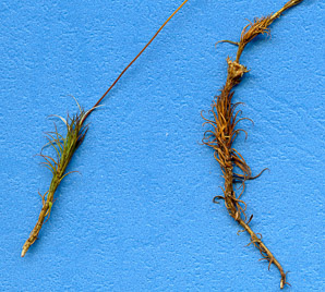 Polytrichum commune (common haircap moss, haircap moss, polytrichum moss)