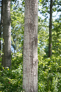 Populus grandidentata (bigtooth aspen, large-tooth aspen, American aspen, white poplar, aspen)