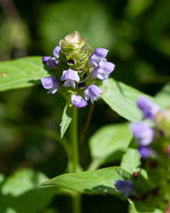 Prunella vulgaris (common selfheal, heal-all, heart-of-the-earth, healall)