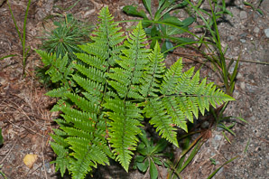 Pteridium aquilinum (bracken, bracken fern, western brackenfern, pasture brake)