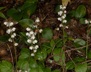 Pyrola elliptica (pyrola, shinleaf, common shinleaf, waxflower shinleaf)