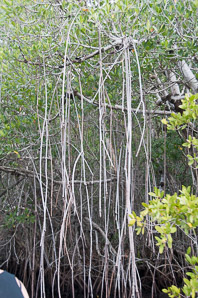 Rhizophora mangle (red mangrove)