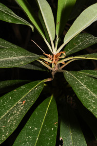 Rhododendron maximum (great rhododendron, great laurel, rosebay rhododendron, American rhododendron, big rhododendron)