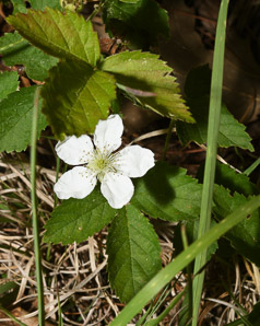 Rubus hispidus (swamp dewberry, bristly blackberry, bristly dewberry)