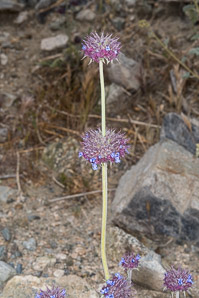 Salvia columbariae (chia)