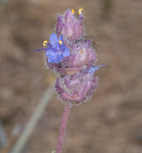 Salvia dorrii (desert sage, tobacco sage, door’s sage, purple sage)