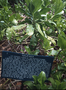 Scaevola sericea (naupaka kahakai, beach cabbage, sea lettuce, beach naupaka, naupaka)