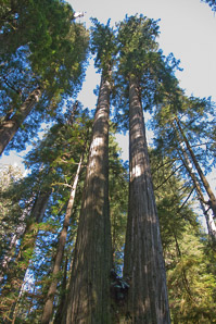 Sequoia sempervirens (coast redwood, giant sequoia, giant redwood, California redwood, redwood)