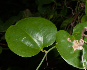 Smilax rotundifolia (common greenbrier, roundleaf greenbrier)
