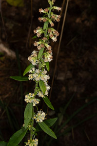 Solidago bicolor (silverrod, white goldenrod)