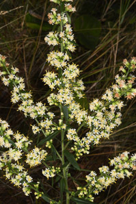 Solidago bicolor (silverrod, white goldenrod)