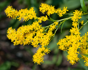 Solidago rugosa (rough-stemmed goldenrod, wrinkleleaf goldenrod)