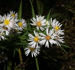 Symphyotrichum lanceolatum (panicled aster, Eastern lined aster, tall white aster, lance-leaf aster, narrow-leaf michaelmas daisy, white-panicle aster)