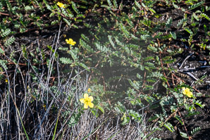 Tribulus terrestris (puncture vine, goat’s-head, bindii, bullhead, burra gokharu, bhakhdi, caltrop, small caltrops, cat’s-head, devil’s eyelashes, devil’s-thorn, devil’s-weed, puncturevine, tackweed)