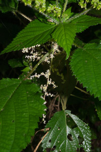 Urtica dioica (stinging nettle, common nettle)