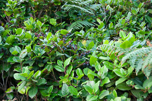 Vaccinium ovatum (evergreen huckleberry, California huckleberry)