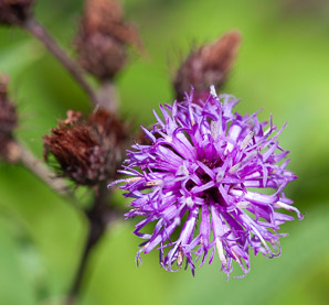 Vernonia noveboracensis (ironweed, New York ironweed)