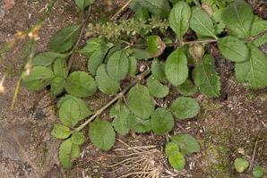 Veronica officinalis (common speedwell, common gypsyweed)