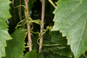 Vitis riparia (riverbank grape)