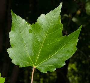 Acer rubrum (red maple, swamp maple, soft maple)