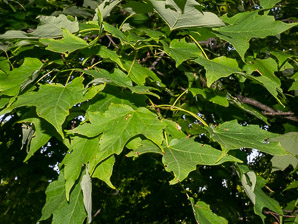 Acer saccharum (sugar maple)