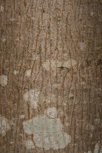 Acer saccharum (sugar maple)
