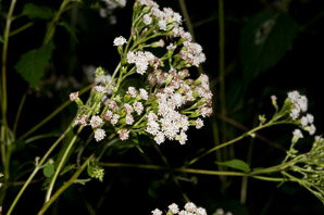 Ageratina altissima (white snakeroot, tall boneset, white sanicle)