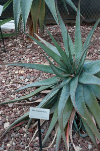 Aloe suprafoliata (boekaalwyn, book aloe)