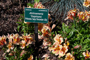 Alstroemeria ‘Staprisara’ (Princess Sara Peruvian lily)