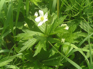 Anemone canadensis (Canada anemone, round-leaf thimbleweed, windflower, meadow anemone, Canadian anemone, win)