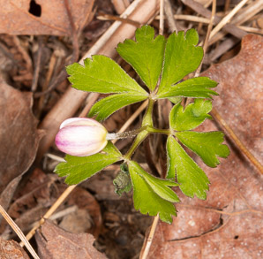 Anemone quinquefolia (wood anemone)