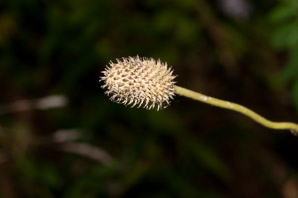 Anemone virginiana (tall anemone)
