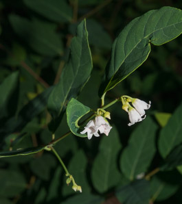 Apocynum androsaemifolium (spreading dogbane)
